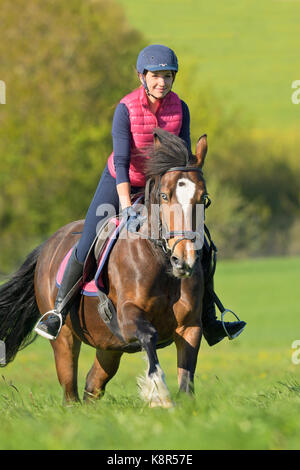 Rider on back of a Welsh Cob mare cantering in a meadow Stock Photo