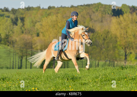 Rider on Haflinger horse galloping in a meadow Stock Photo