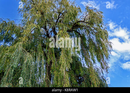 Large Salix babylonica (Babylon willow or weeping willow) Stock Photo