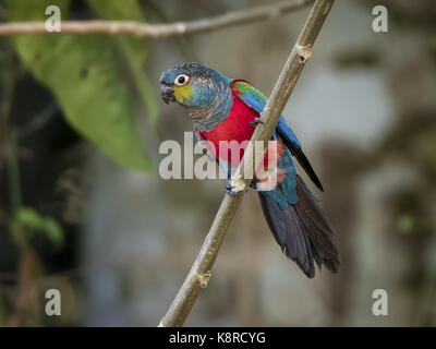 Crimson-bellied Parakeet (Pyrrhura perlata), Mato Grosso, Brazil, June Stock Photo