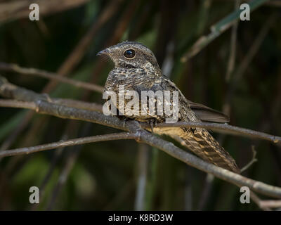 Ladder-tailed nightjar (Hydropsalis climacocerca), perched on riverine vegetation, Amazonas, Brazil, June Stock Photo