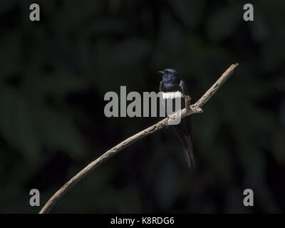 White-banded Swallow (Atticora fasciata), perched on branch, Mato Grosso, Brazil, June Stock Photo