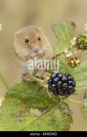 Harvest Mouse (Micromys minutus) adult, feeding on blackberries, Derbyshire, England, August (Controlled conditions) Stock Photo