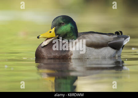 Mallard Duck (Anas platyrhynchos) adult male, calling, on water, Lancashire, England, October Stock Photo