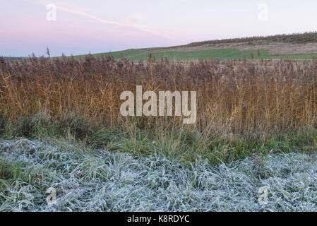 Frosted grass and Common Reed (Phragmites australis) at dawn, on site of former opencast coal mine, St. Aidans RSPB Reserve, West Yorkshire, England, Stock Photo