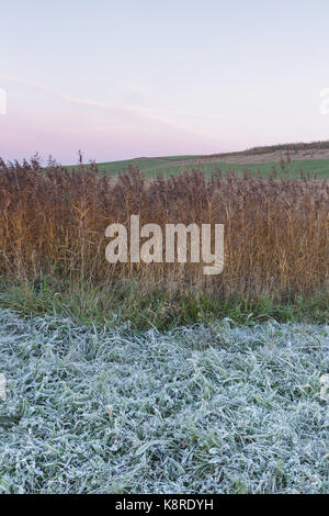 Frosted grass and Common Reed (Phragmites australis) at dawn, on site of former opencast coal mine, St. Aidans RSPB Reserve, West Yorkshire, England, Stock Photo