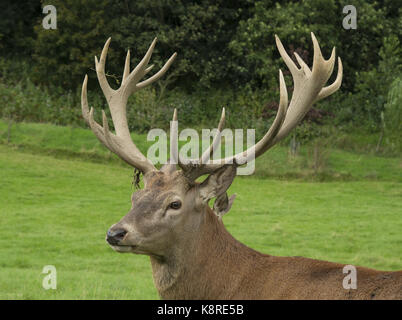 Red Deer stag at the Bowland Wild Boar Park, Chipping, Preston, Lancashire. Stock Photo