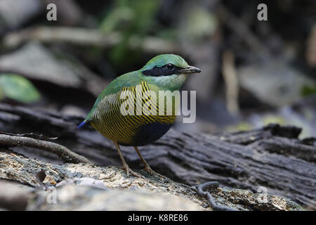 Bar-bellied Pitta, Hydrornis elliotii, adult male standing on a log, near Hanoi, Vietnam, January Stock Photo