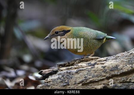 Bar-bellied Pitta, Hydrornis elliotii, adult female standing on a log, near Hanoi, Vietnam, January Stock Photo