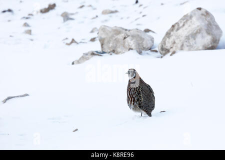 Tibetan Partridge, Perdix hodgsoniae, adult standing in snow, Qinghai (formerly Kokonor), China, March Stock Photo