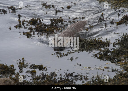 Scottish coastal otter (Lutra lutra) portrait, in seaweed, Shetland, Scotland - Autumn Stock Photo