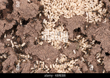 Black Garden Ant (Lasius niger) exposed nest showing workers and cocoons, Monmouth, Wales, September Stock Photo