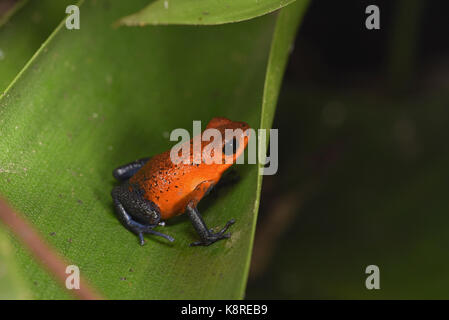Strawberry Poison-dart Frog (Dendrobates pumilio) blue jeans colour morph, sat on leaf, Costa Rica, March Stock Photo