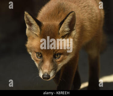European Red Fox (Vulpes vulpes) portrait of young cub, Monmouth, Wales, May Stock Photo