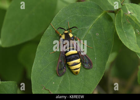 Hornet Clearwing Moth (Sesia apiformis) female at rest on leaf, Estonia, July Stock Photo