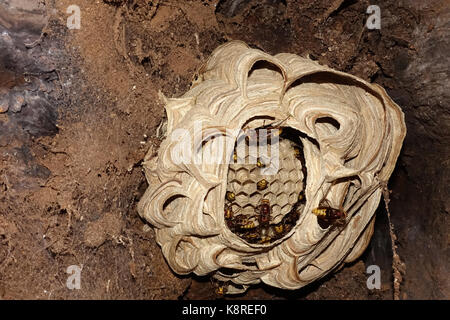 European Hornet (Vespa crabro) nest in hollow tree, view from below, showing structure and cells, Monmouth, Wales, September Stock Photo