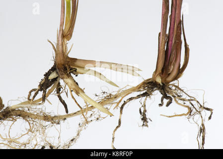 Common couch, Elymus repens, shoots and roots from underground rhizomes of this invasive perennial creeping grass weed Stock Photo