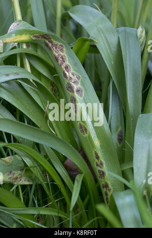 Bluebell rust, Uromyces muscari, disease on the leaves of Spanish bluebells in flower.  Ornamental bluebells growing in woodland Stock Photo