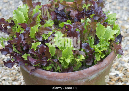 Garden container, a terracotta pot, with young mixed red and green lettuce plants grown for kitchen uses as cut or pick, and come again salad leaves, Stock Photo