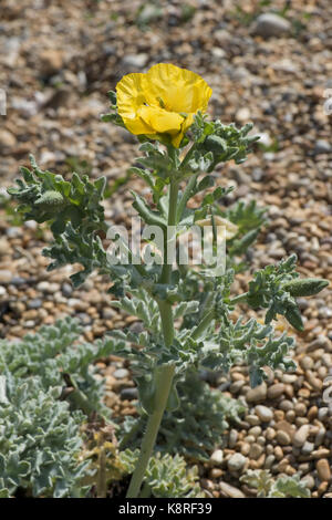 Yellow horned poppy or yellow hornpoppy, Glaucium flaviium, plant flowering growing on shingle on Chesil Beach in Dorset, May Stock Photo