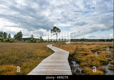 wooden boardwalk across marsh land with moody sky Stock Photo