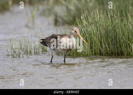 Black Tailed Godwit Going Into Winter Plumage Islandica Race Stock black-tailed-godwit-going-into-winter-plumage-islandica-race-stock