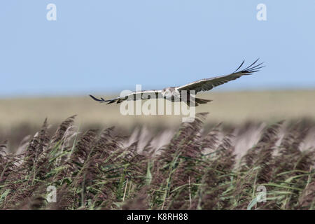 Marsh Harrier male flying over reeds at Deepdale Marsh Norfolk. Stock Photo