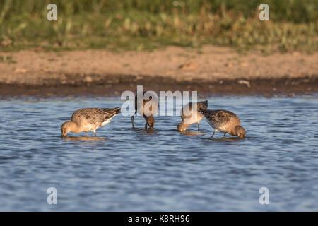 Black tailed Godwits feeding at Deepdale Marsh Norfolk Stock Photo