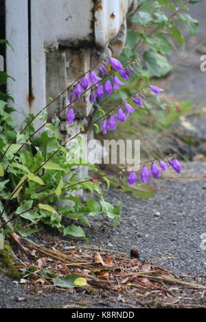 Creeping bellflower (Campanula rapunculoides) Stock Photo