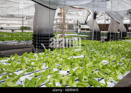 Denver, Colorado - The hydroponic farm at the GrowHaus, an indoor farm in the low-income, mostly Hispanic Elyria-Swansea neighborhood. The plants grow Stock Photo