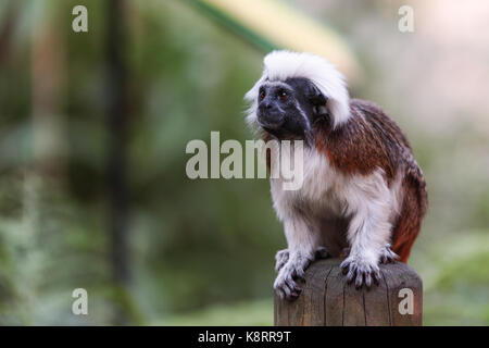 White-headed Capuchin, black monkey Stock Photo