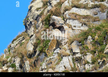BWhite-Tailed Eagle, Haliaeetus albicilla, Soaring Over The Gjesværstappan Nature Reserve Above The Norwegian Arctic Circle. Stock Photo