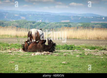 brown horse rolling on meadow Stock Photo