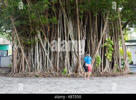 Banyan tree (  Ficus benghalensis )- a large banyan tree in Rasdhoo village, the Maldives, Asia Stock Photo