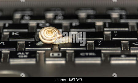 A snail crawling along the computer keyboard Stock Photo