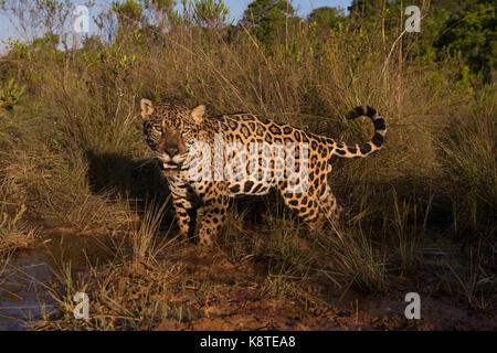 Jaguar in a small creek among native grass from the Cerrado of Central Brazil Stock Photo
