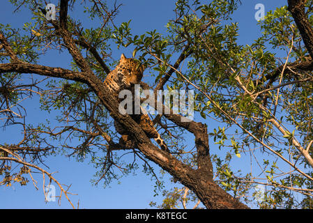 Jaguar on a tree in Central Brazil Stock Photo