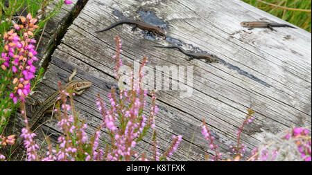 Common Lizard on log with young in Galloway Forest Park Stock Photo