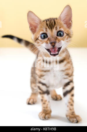 Young Bengal cat kitten screaming meowing looking straight into camera Stock Photo