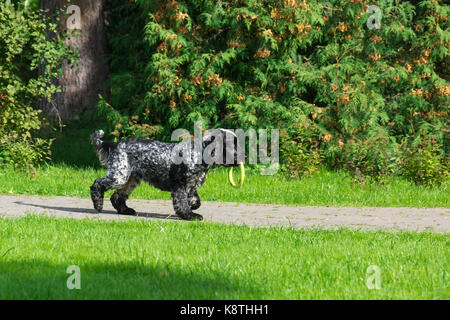 Dog breed spaniel on the grass in the park Stock Photo