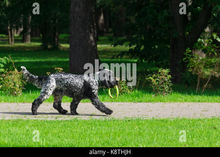 Dog breed spaniel on the grass in the park Stock Photo