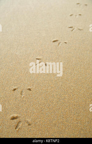 bird footprints in the sand on the beach Stock Photo