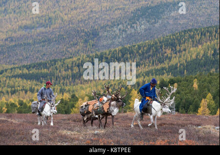 tsaatan family bringing firewood from a forest on reindeer Stock Photo