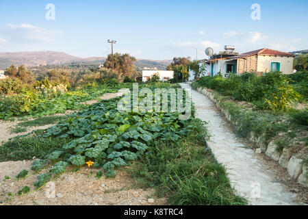 Cultivation of pumpkins on the farm. Rethymno, Crete, Greece Stock Photo