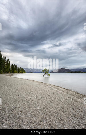 A tree in Lake Wanaka, New Zealand Stock Photo