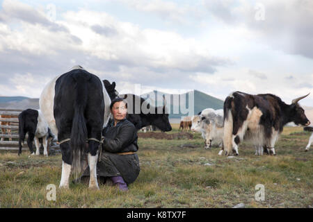 mongolian nomad woman milking a cow Stock Photo - Alamy