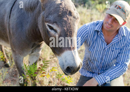 Male farmer petting cute mini donkeys on rural Texas ranch.