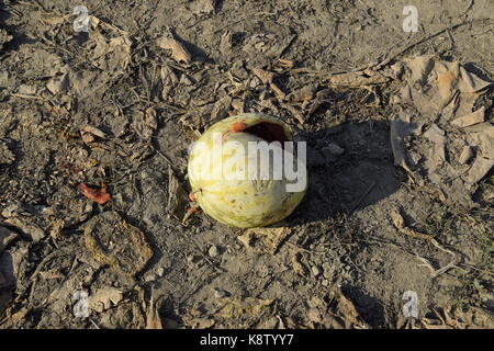 Chopped old rotten watermelon. An abandoned field of watermelons and melons. Rotten watermelons. Remains of the harvest of melons. Rotting vegetables  Stock Photo