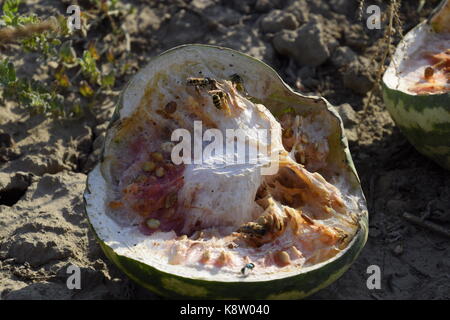 Chopped old rotten watermelon. An abandoned field of watermelons and melons. Rotten watermelons. Remains of the harvest of melons. Rotting vegetables  Stock Photo