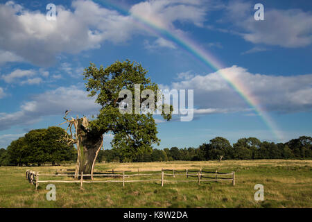 Rainbow over an old Oak tree lightning strike survivor. Seen on beautiful Summer evening in Bushy Park, Richmond Upon Thames, London, UK Stock Photo